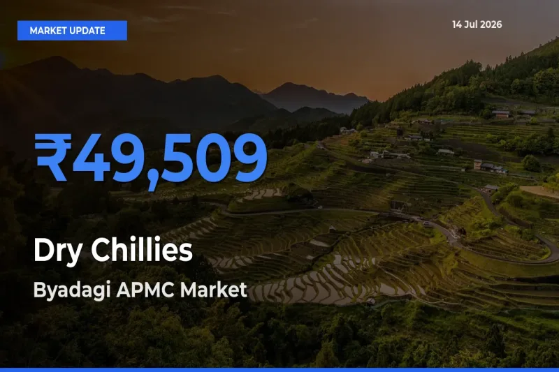 Market Watch: Byadagi APMC Becomes Top Mandi for Dry Chillies