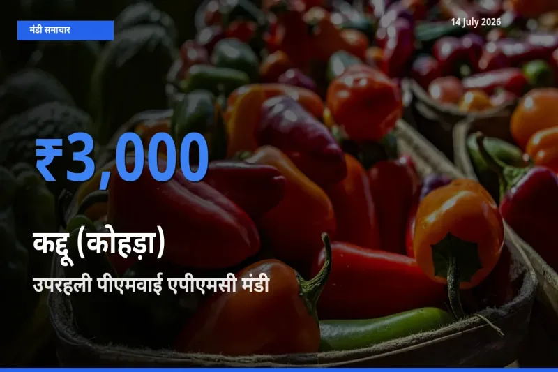 उपरहली पीएमवाई एपीएमसी मंडी में कद्दू (कोहड़ा) ₹3,000 पर पहुँचा – आज का सर्वोच्च भाव
