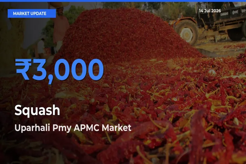 Market Watch: Uparhali Pmy APMC Becomes Top Mandi for Squash