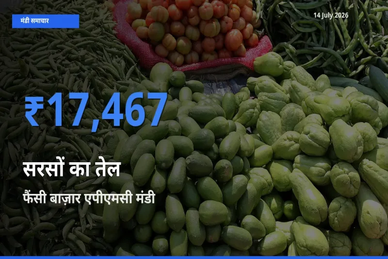 14 July अपडेट: सरसों का तेल के सबसे ऊँचे दाम फैंसी बाज़ार एपीएमसी मंडी में