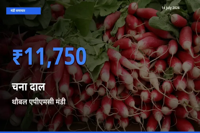 किसानों की पसंद बना थौबल एपीएमसी, चना दाल के सबसे अच्छे दाम