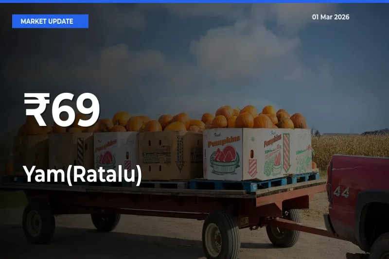 Strong Trend in Yam(Ratalu) Rates Across Multiple Mandis – What It Means for Traders