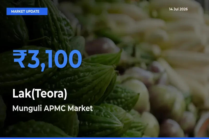 Munguli APMC Offers ₹3,100 – Highest Lak(Teora) Rate Today