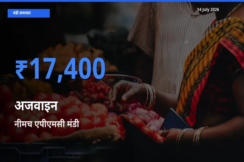आज अजवाइन के सबसे ऊँचे दाम ₹17,400 नीमच एपीएमसी मंडी में