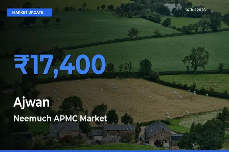 Neemuch APMC Tops Ajwan Rates – July 14 Market Update
