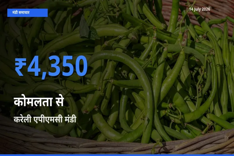 करेली एपीएमसी में कोमलता से का आज सबसे ऊँचा भाव