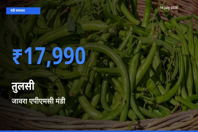 आज तुलसी के सबसे ऊँचे दाम ₹17,990 जावरा एपीएमसी मंडी में