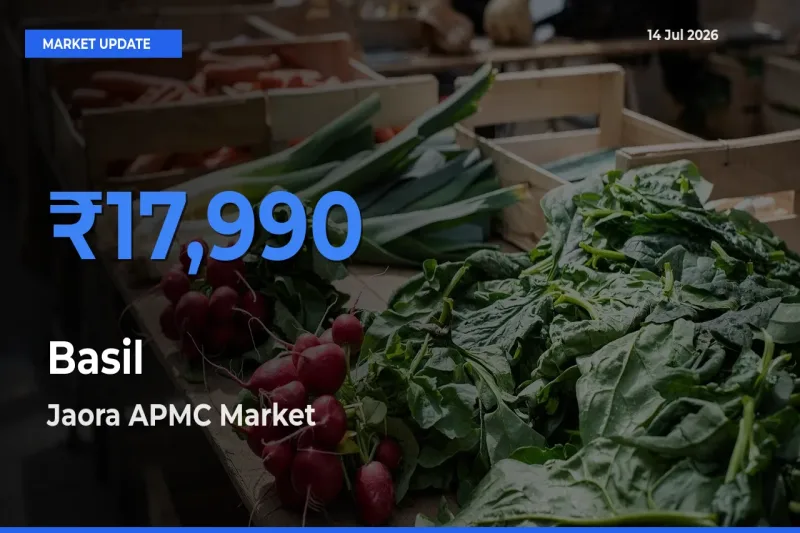 Jaora APMC Emerges as Top Mandi for Basil Prices Today