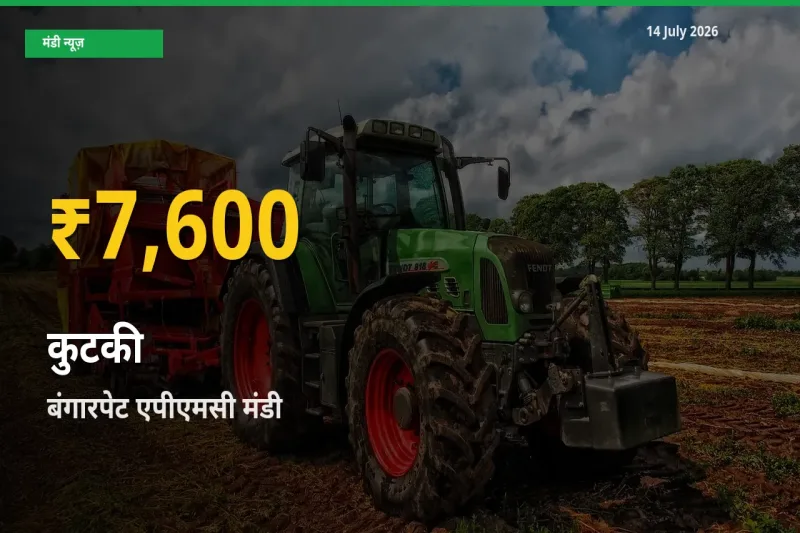 रिकॉर्ड तेज़ी! बंगारपेट एपीएमसी में कुटकी ₹7,600 पर पहुँचा