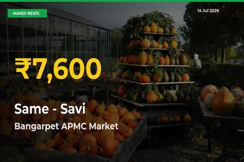 Big Jump in Same - Savi Prices! Bangarpet APMC Records New Peak Today