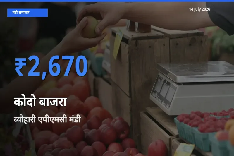 ब्यौहारी एपीएमसी में कोदो बाजरा का आज सबसे ऊँचा भाव