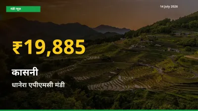 14 July अपडेट: धानेरा एपीएमसी में कासनी के दाम रिकॉर्ड स्तर पर