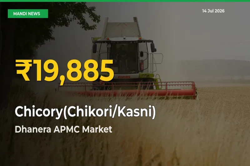 Chicory(Chikori/Kasni) Price Rally Continues – Dhanera APMC Hits Fresh High Today