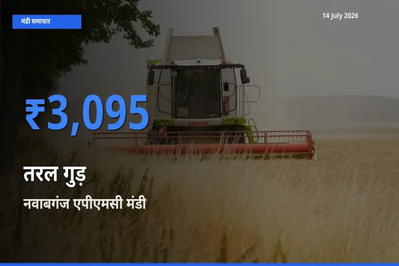 नवाबगंज एपीएमसी मंडी में तरल गुड़ ₹3,095 पर पहुँचा – आज का सर्वोच्च भाव