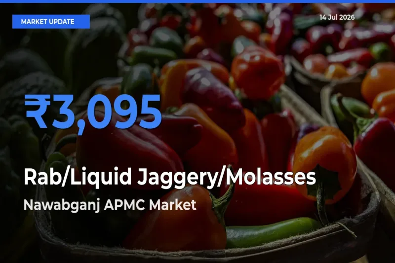 Nawabganj APMC Records Highest ₹3,095 Rate for Rab/Liquid Jaggery/Molasses