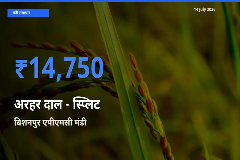 बिशनपुर एपीएमसी मंडी में अरहर दाल - स्प्लिट ₹14,750 पर पहुँचा – आज का सर्वोच्च भाव