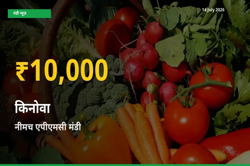 किनोवा के दामों ने बनाया नया रिकॉर्ड, नीमच एपीएमसी में तेज़ी