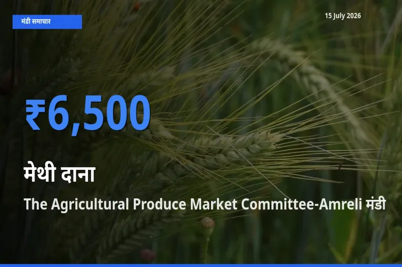 आज मेथी दाना के सबसे ऊँचे दाम ₹6,500 The Agricultural Produce Market Committee-Amreli मंडी में