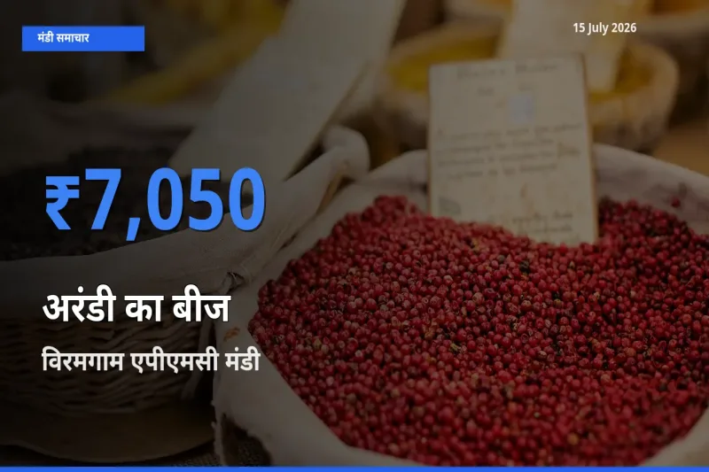 विरमगाम एपीएमसी मंडी में अरंडी का बीज ₹7,050 पर पहुँचा – आज का सर्वोच्च भाव