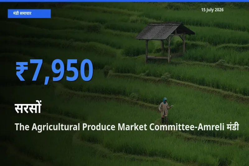 The Agricultural Produce Market Committee-Amreli मंडी में आज सरसों के सबसे ऊँचे दाम दर्ज