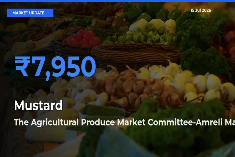 Top Performer! The Agricultural Produce Market Committee-Amreli Offers Best Mustard Price Today