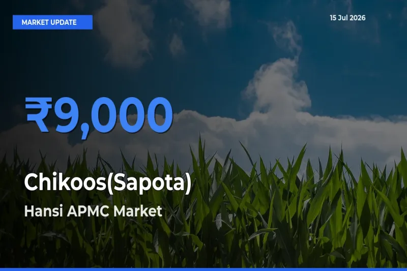 Hansi APMC Tops Chikoos(Sapota) Rates – July 15 Market Update