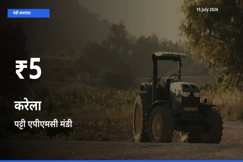 किसानों के लिए चिंता का विषय? करेला के दाम पट्टी एपीएमसी में 30 दिन के न्यूनतम स्तर पर