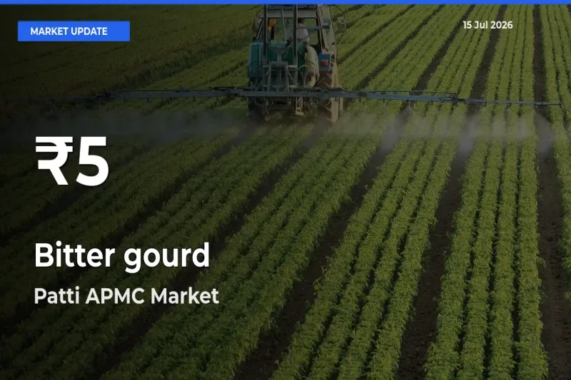 Sharp Fall! Bitter gourd Prices Drop to 30-Day Low in Patti APMC