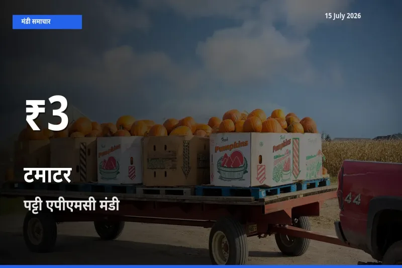 तेज़ गिरावट! पट्टी एपीएमसी में टमाटर के दाम 30 दिन के निचले स्तर पर