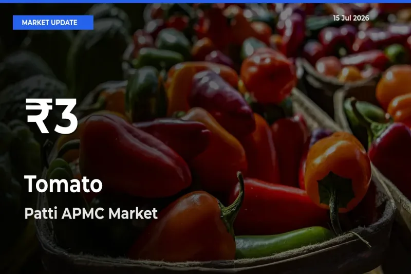Tomato Falls to ₹3 in Patti APMC – 30-Day Lowest Rate