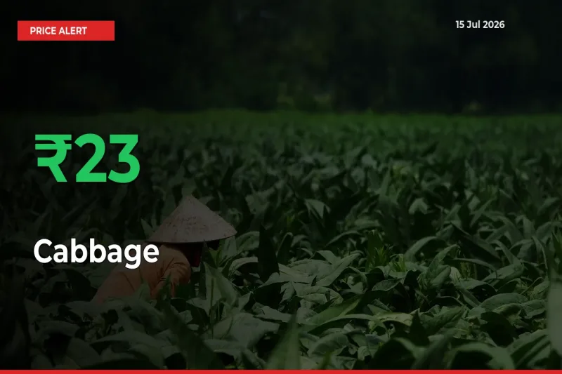 Sharp Jump! Cabbage Prices Climb 22.53% in 24 Hours at Key Mandis