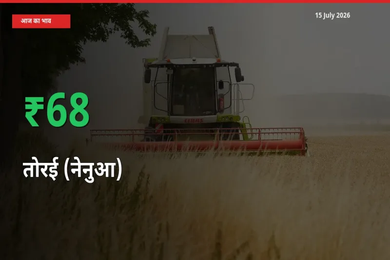 बाज़ार संकेत: तोरई (नेनुआ) के भाव मंडी में 67.58% ऊपर