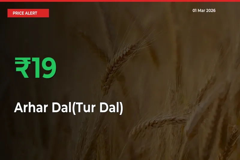 Sharp Jump! Arhar Dal(Tur Dal) Prices Climb 18.88% in 24 Hours at Key Mandis