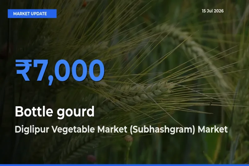 Market Watch: Diglipur Vegetable Market (Subhashgram) Becomes Top Mandi for Bottle gourd