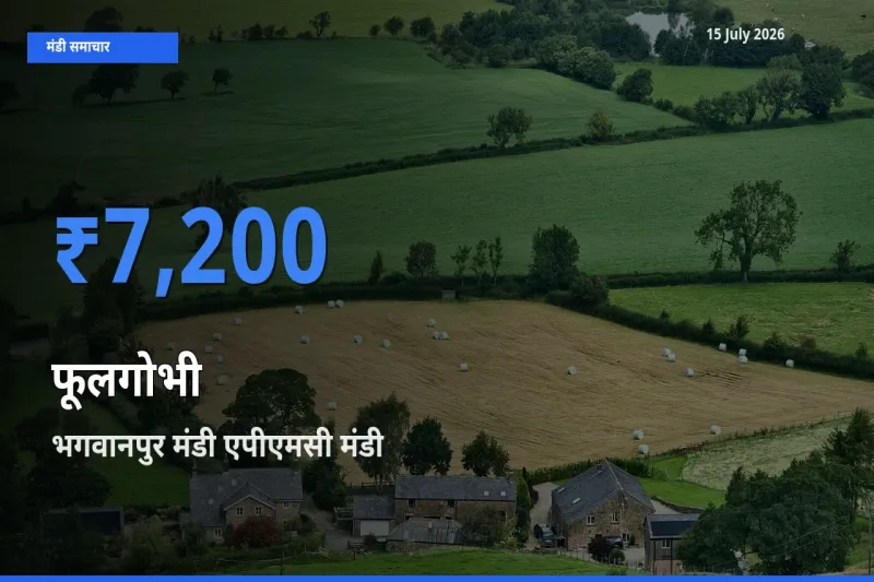 किसानों की पसंद बना भगवानपुर मंडी एपीएमसी, फूलगोभी के सबसे अच्छे दाम
