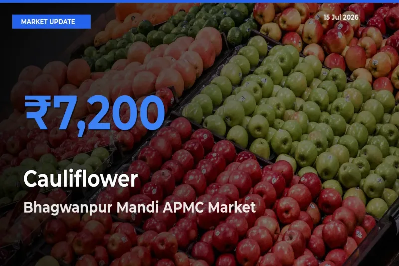 Top Performer! Bhagwanpur Mandi APMC Offers Best Cauliflower Price Today