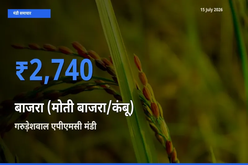 बाज़ार संकेत: गरुड़ेशवाल एपीएमसी बना बाजरा (मोती बाजरा/कंबू) के लिए आज की टॉप मंडी