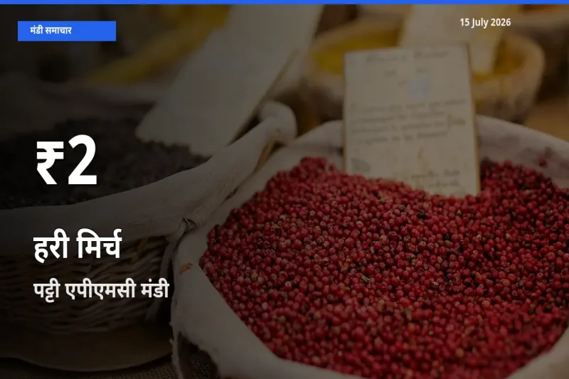15 July अपडेट: हरी मिर्च के दाम 30 दिन के न्यूनतम स्तर पर, पट्टी एपीएमसी