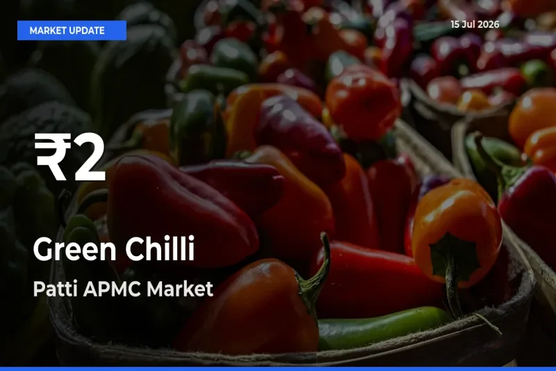 Green Chilli Prices Touch 30-Day Low in Patti APMC – July 15 Update