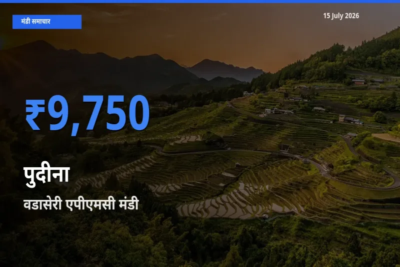 वडासेरी एपीएमसी मंडी में आज पुदीना के सबसे ऊँचे दाम दर्ज