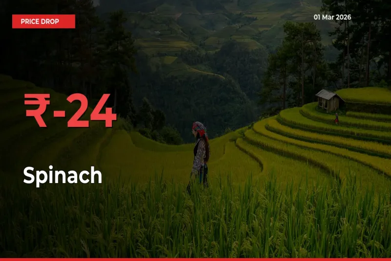 Sharp Fall! Spinach Prices Plunge 23.96% in a Day at Key Mandis