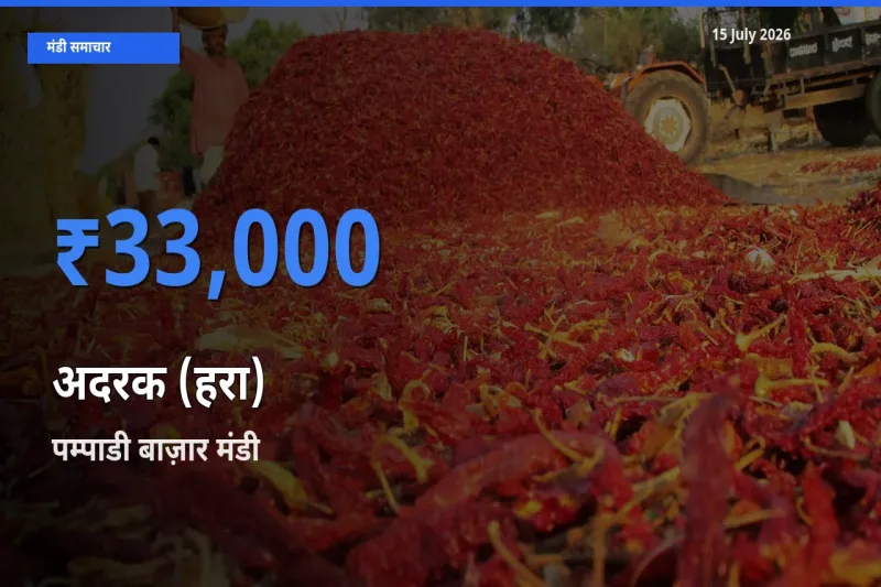 आज अदरक (हरा) के सबसे ऊँचे दाम ₹33,000 पम्पाडी बाज़ार मंडी में