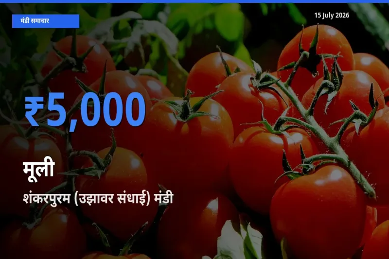 आज का मंडी भाव: मूली के सबसे ज़्यादा दाम शंकरपुरम (उझावर संधाई) में