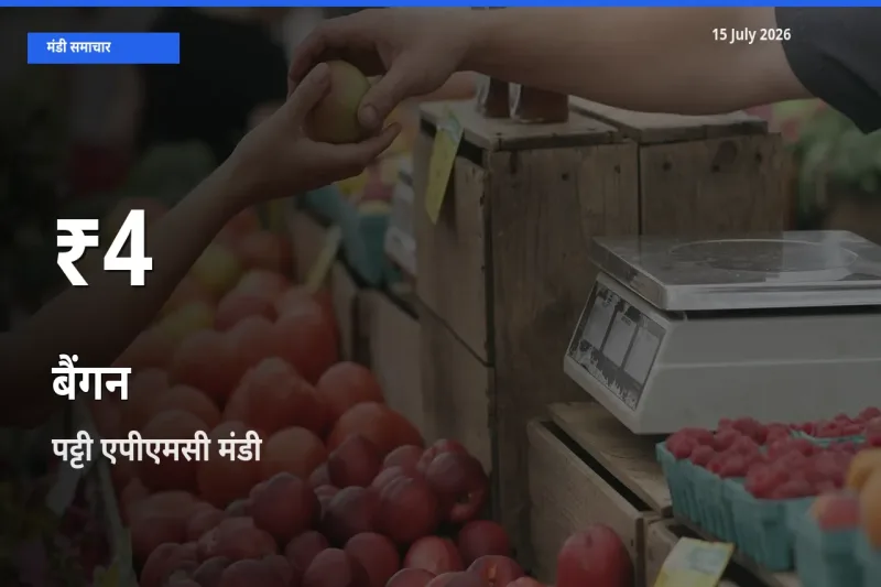 बाज़ार संकेत: बैंगन के भाव पट्टी एपीएमसी में 30 दिन के निचले स्तर पर