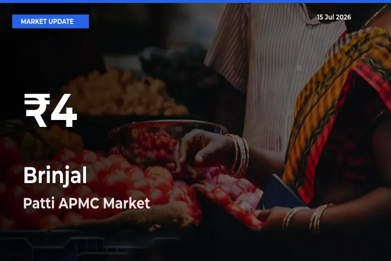 Brinjal Hits 30-Day Low in Patti APMC