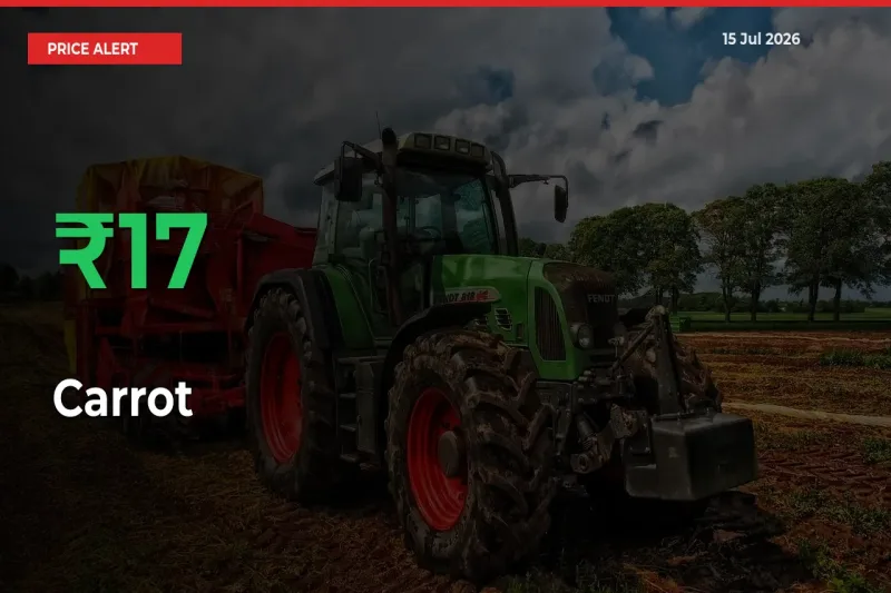 Carrot Prices Rise 17.37% in a Day at Major Mandis