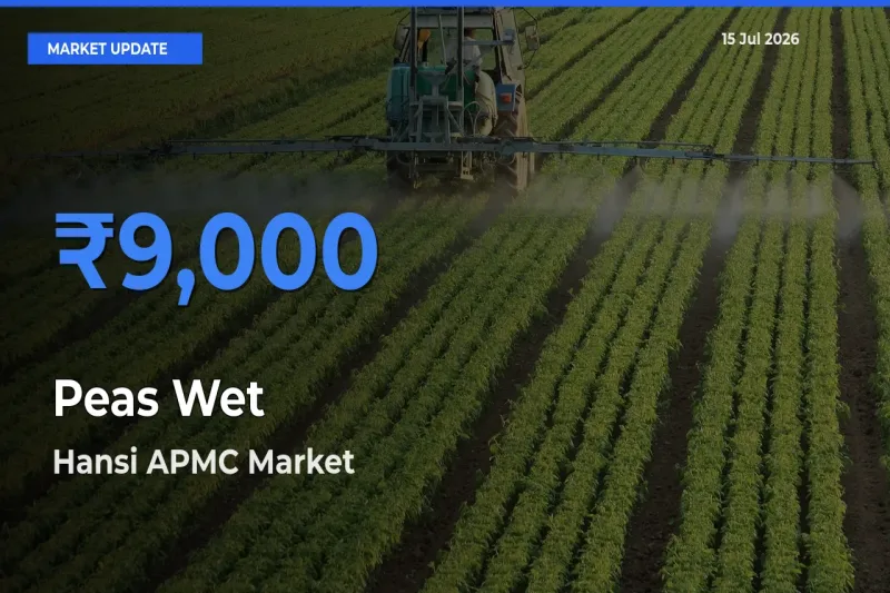 Top Performer! Hansi APMC Offers Best Peas Wet Price Today