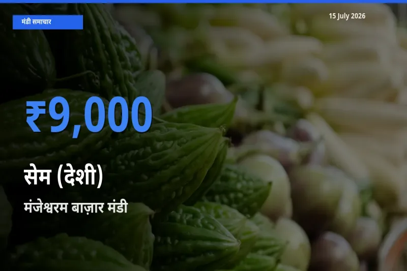 बाज़ार संकेत: मंजेश्वरम बाज़ार बना सेम (देशी) के लिए आज की टॉप मंडी