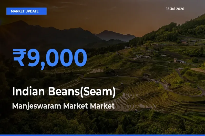 Farmers Prefer Manjeswaram Market as Indian Beans(Seam) Hits Highest Rate