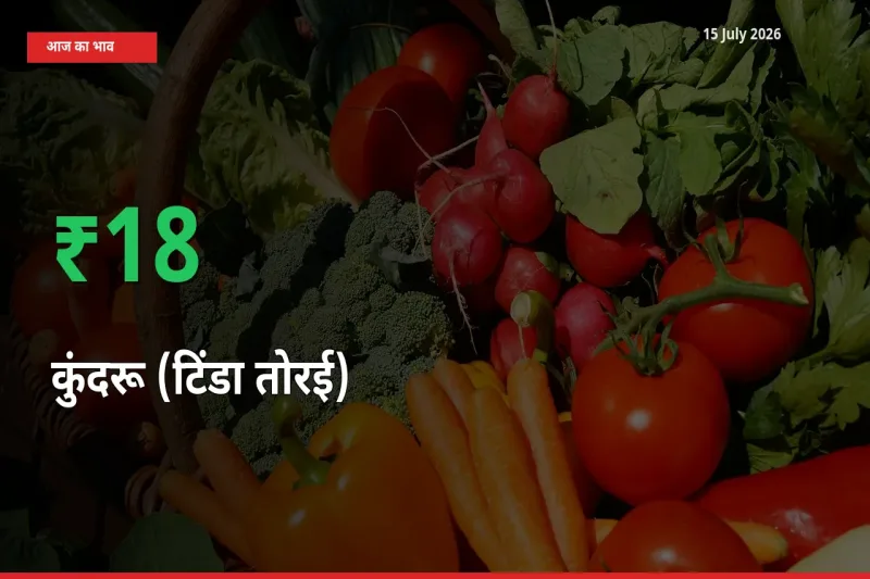 स्थानीय मंडी में कुंदरू (टिंडा तोरई) के दाम अचानक 17.76% उछले, किसान सतर्क